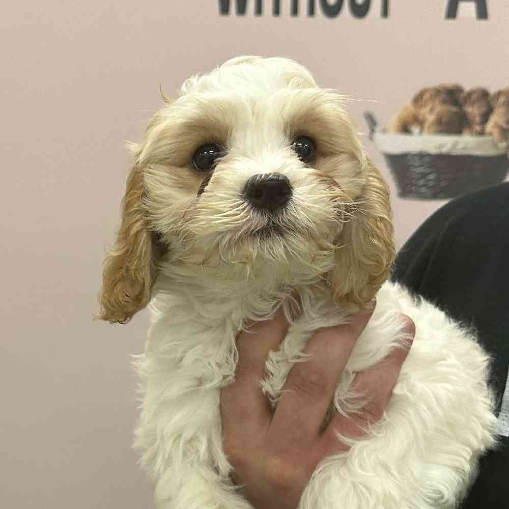 Female Cavachon Puppy for Sale in Plainville, MA