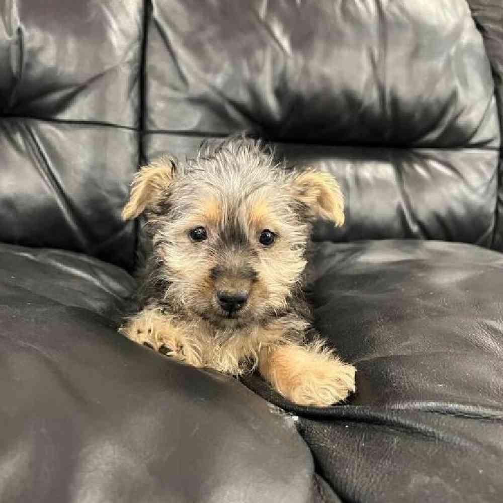 Male Silky Terrier Puppy for Sale in Scituate, RI