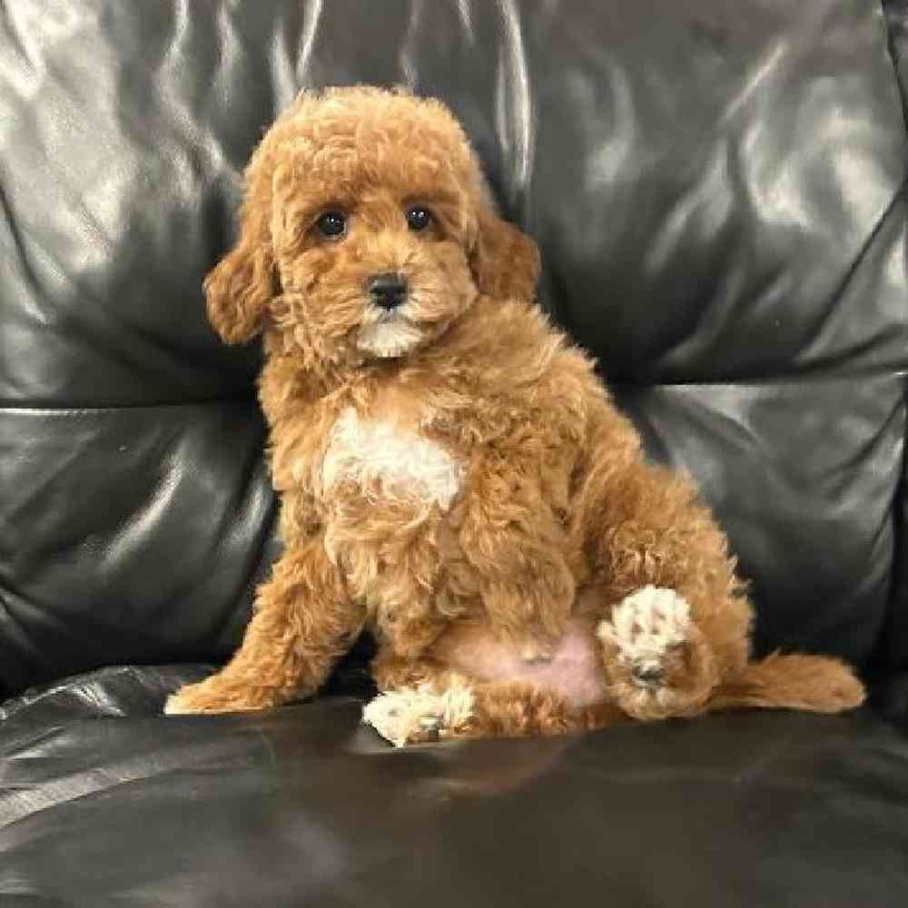 Female Mini Goldendoodle Puppy for Sale in Scituate, RI