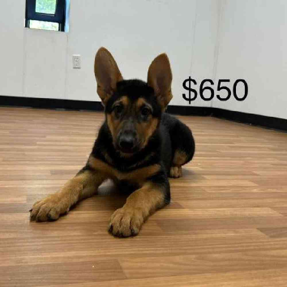 Female German Shepherd Puppy for Sale in Scituate, RI