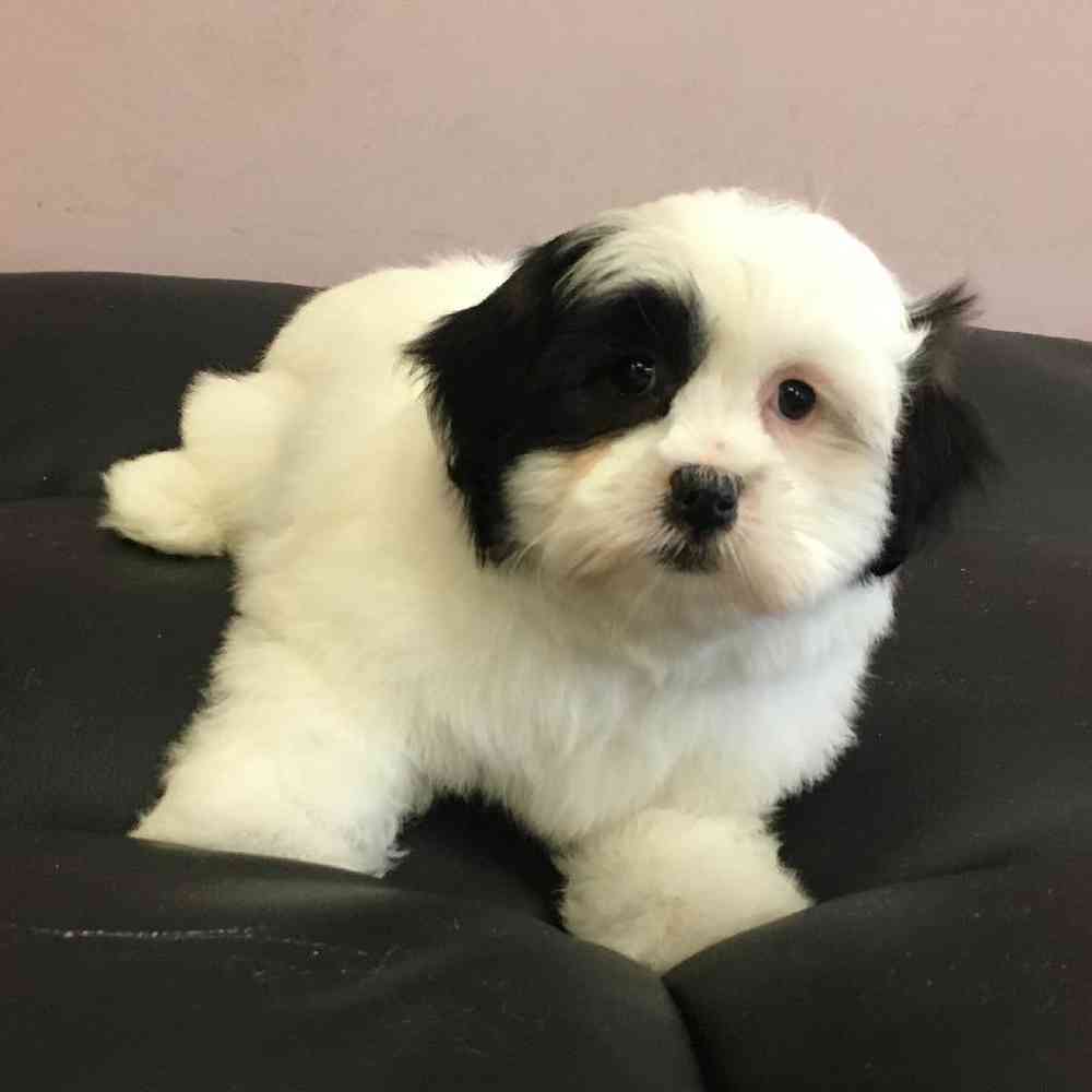 Male Shih-chon (Teddy Bear) Puppy for Sale in Scituate, RI