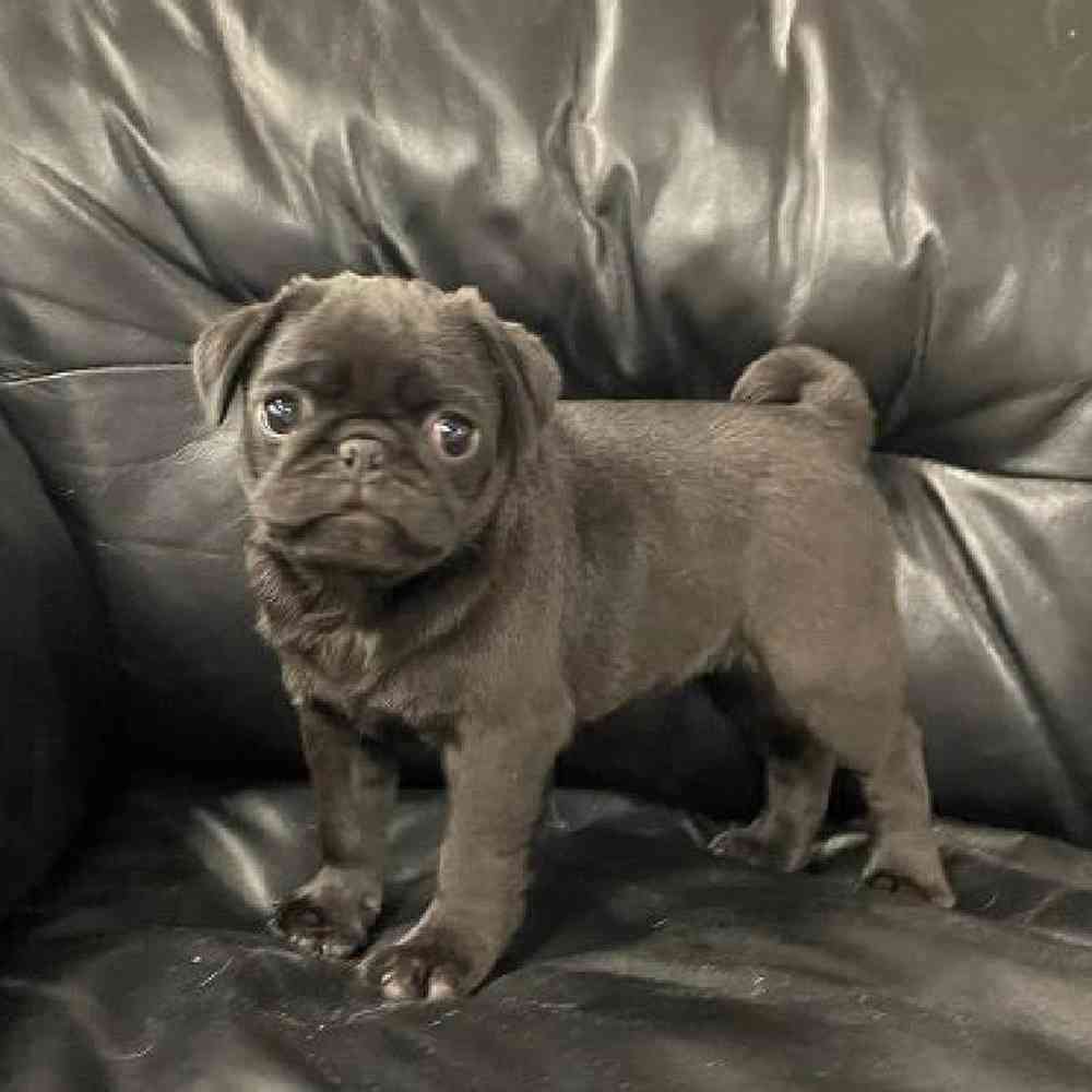 Male Pug Puppy for Sale in Plainville, MA