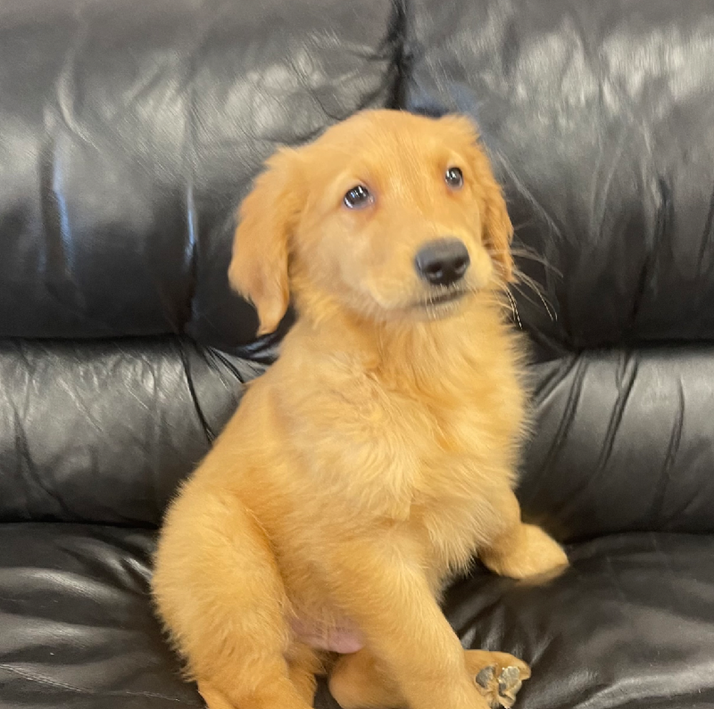 Male Golden Retriever Puppy for Sale in West Warwick, RI