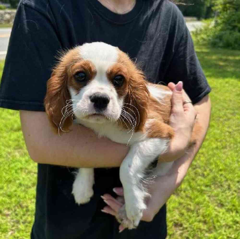 Male Cavalier King Charles Spaniel Puppy for Sale in Plainville, MA
