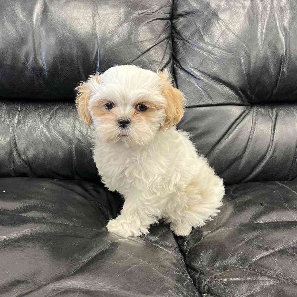 Male Shih Tzu Puppy for Sale in Scituate, RI