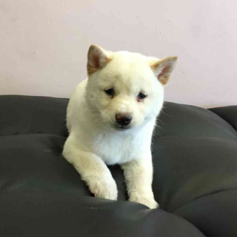 Male Shiba Inu Puppy for Sale in Scituate, RI