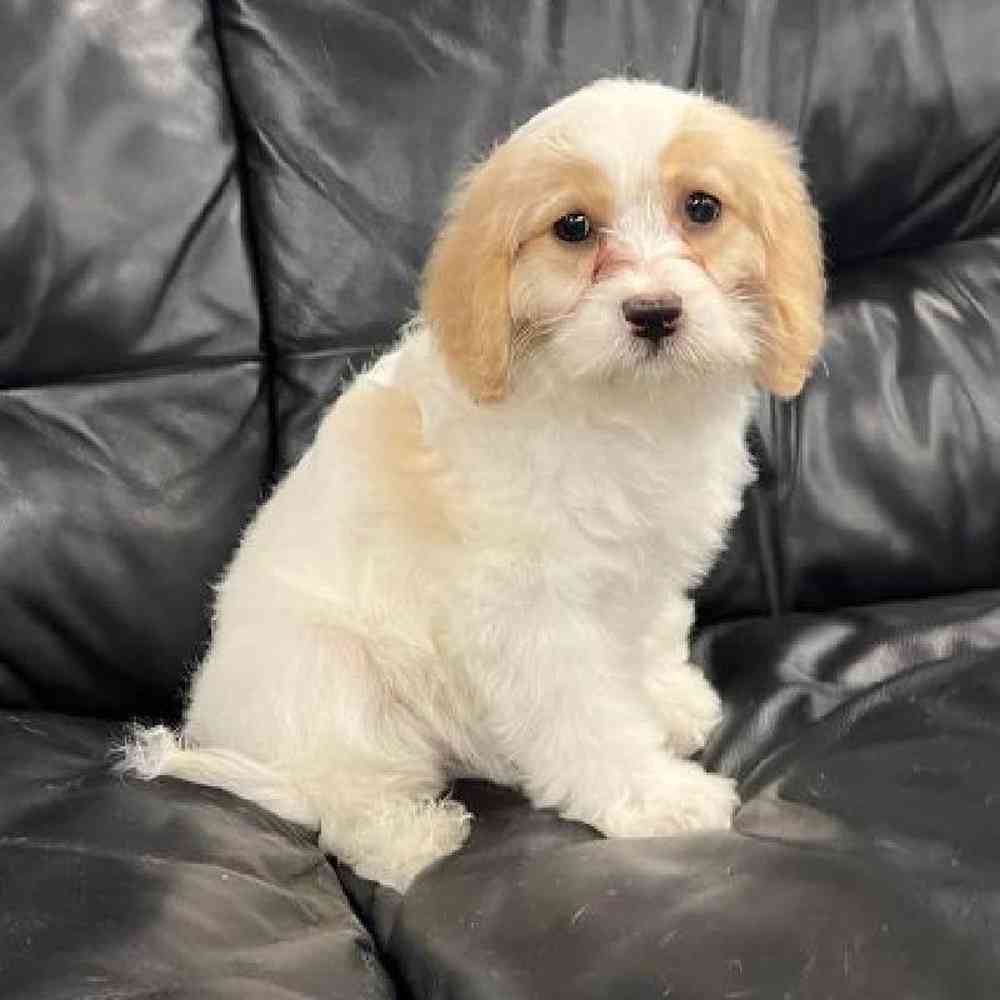 Female Cavachon Puppy for Sale in Scituate, RI