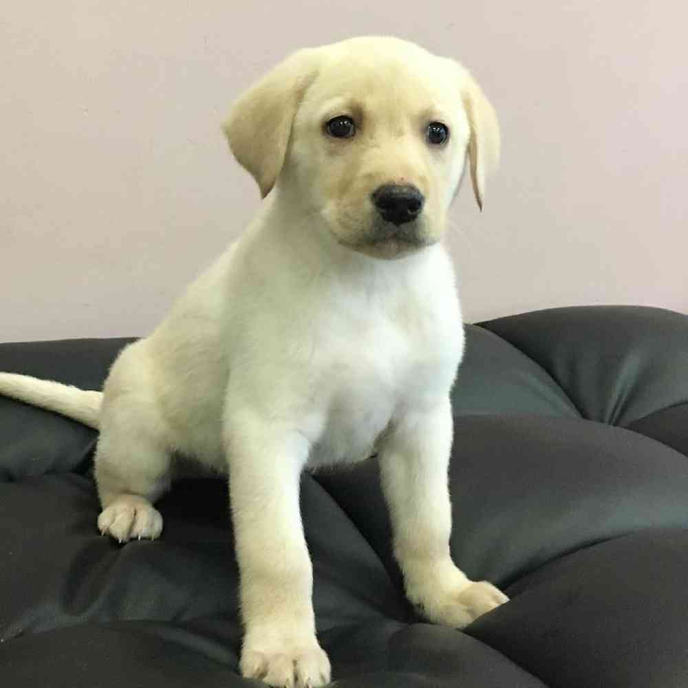 Male Labrador Retriever Puppy for Sale in Plainville, MA
