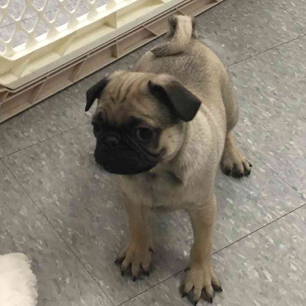 Male Pug Puppy for Sale in Plainville, MA