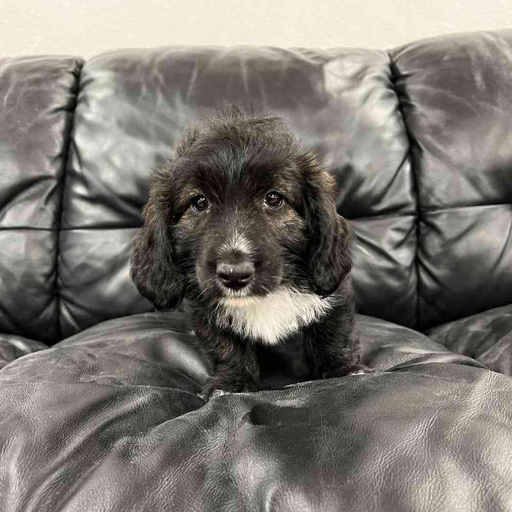 Female West Highland White Terrier-Dachshund Puppy for sale