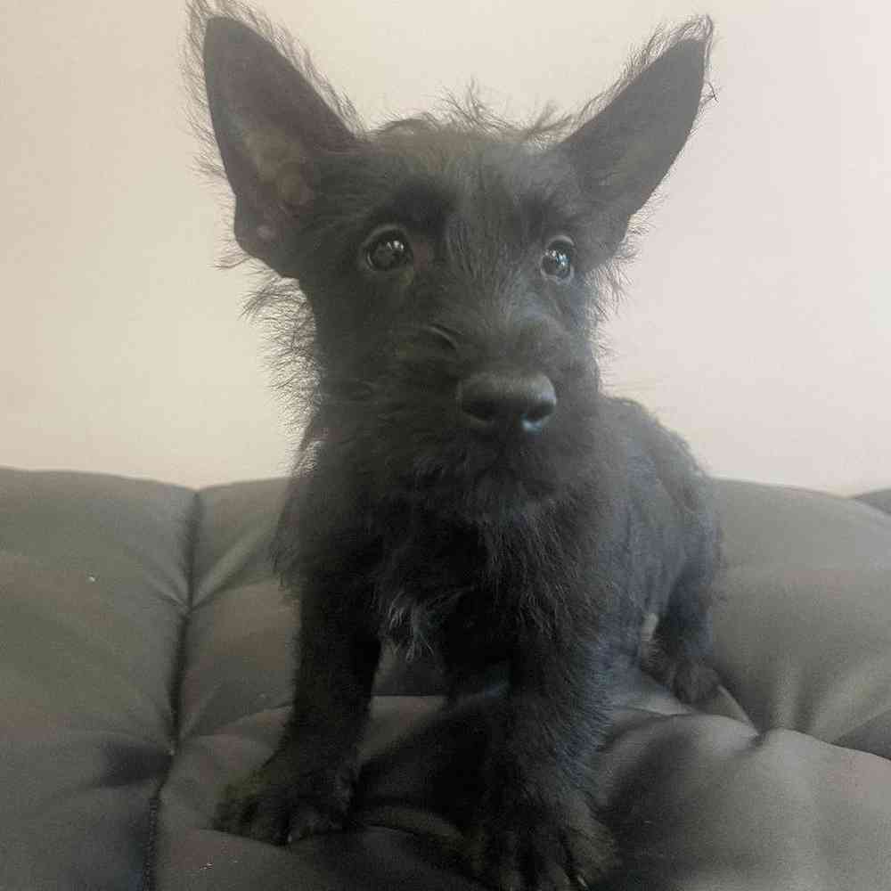Male Scottish Terrier Puppy for sale