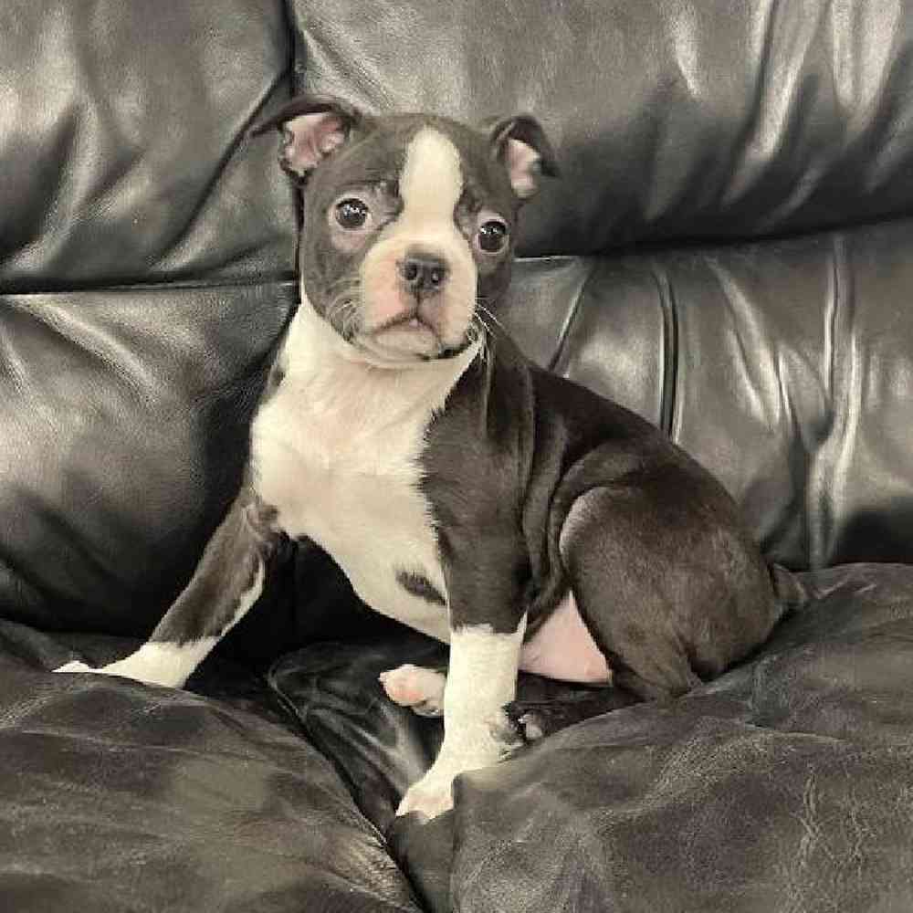 Female Boston Terrier Puppy for Sale in Scituate, RI