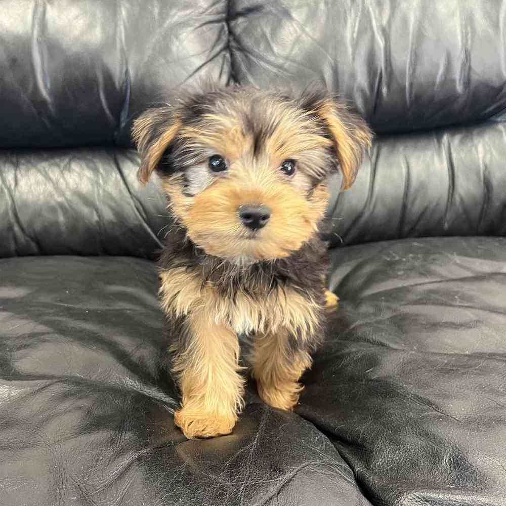 Yorkie Puppies for sale