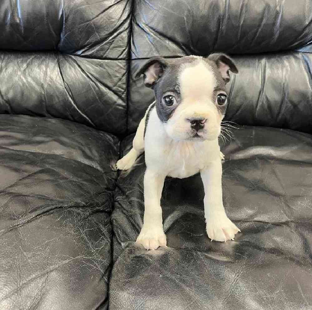 Male Boston Terrier Puppy for Sale in Scituate, RI