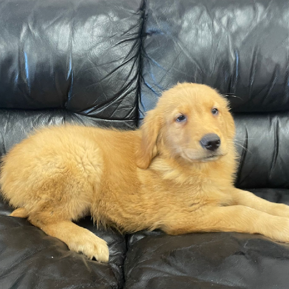 Male Golden Retriever Puppy for Sale in West Warwick, RI