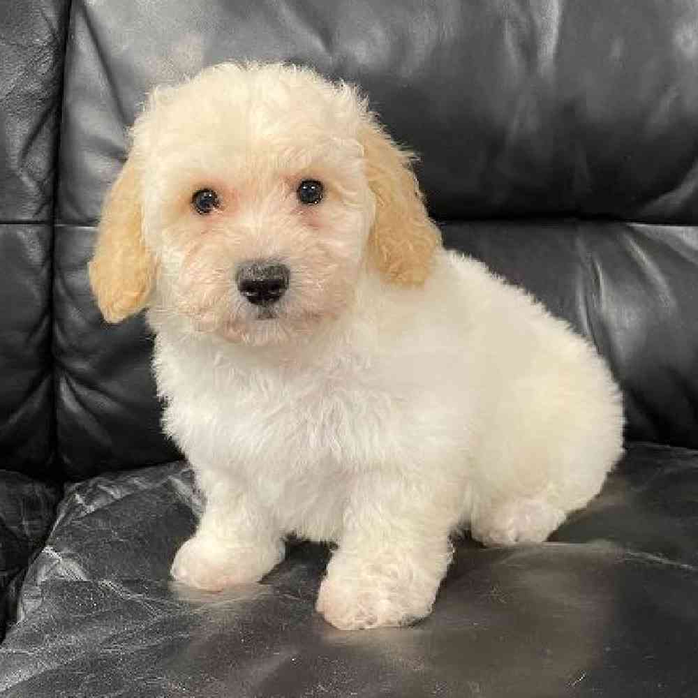 Male Bichon-Poo Puppy for Sale in Scituate, RI