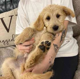 Labradoodle