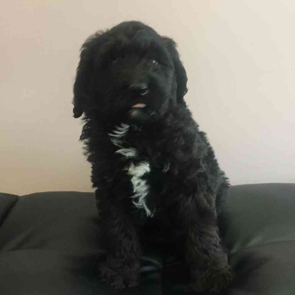 Male Bernedoodle Puppy for sale