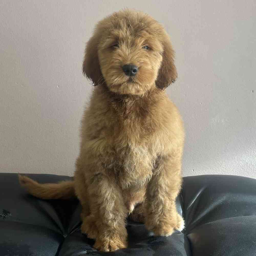 Male Goldendoodle Puppy for Sale in Plainville, MA