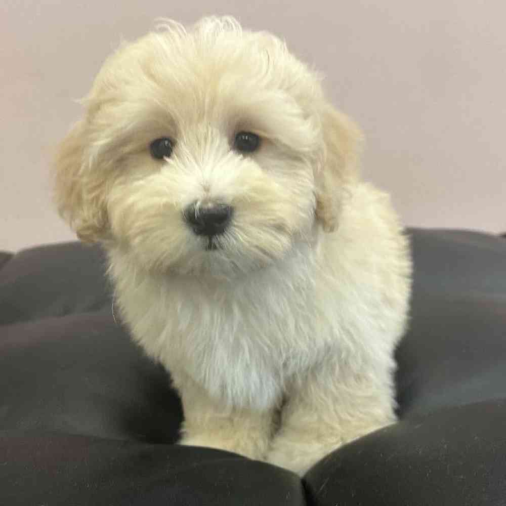 Male Maltipoo Puppy for Sale in Scituate, RI