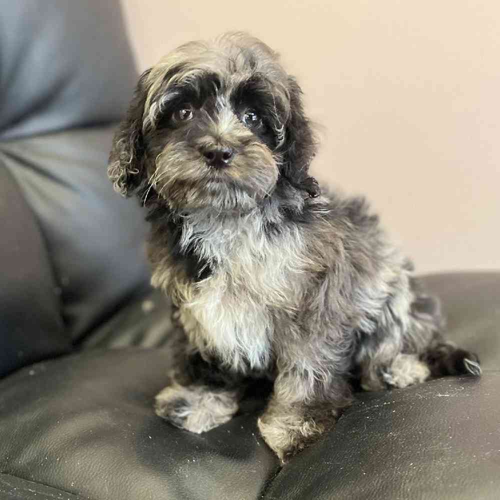 Male Cavapoo Puppy for Sale in Plainville, MA