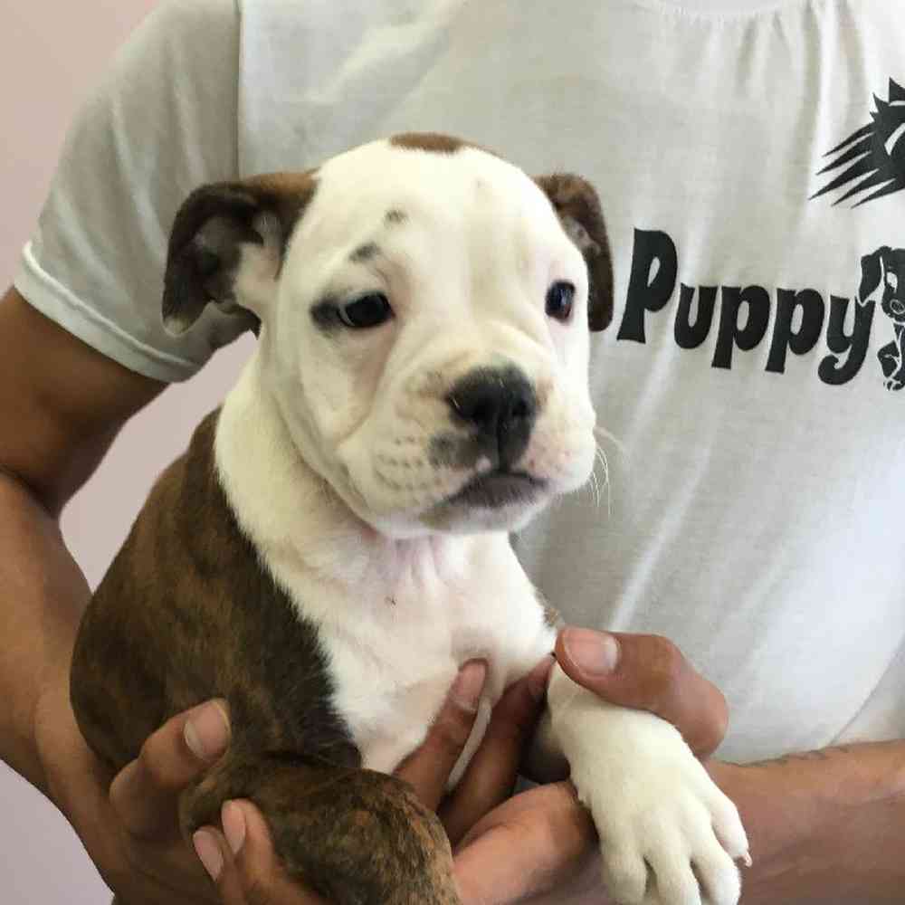 boxer bulldog mix puppies
