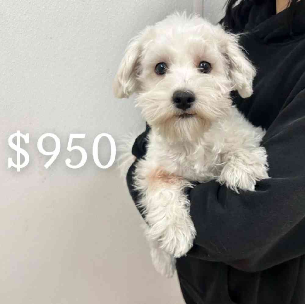 Male Maltichon Puppy for Sale in Scituate, RI