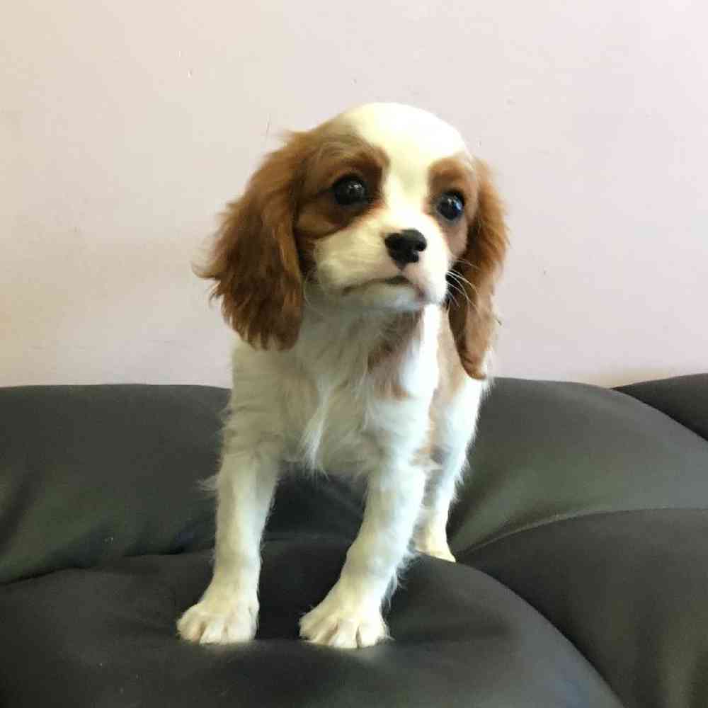 Male Cavalier King Charles Spaniel Puppy for Sale in Scituate, RI
