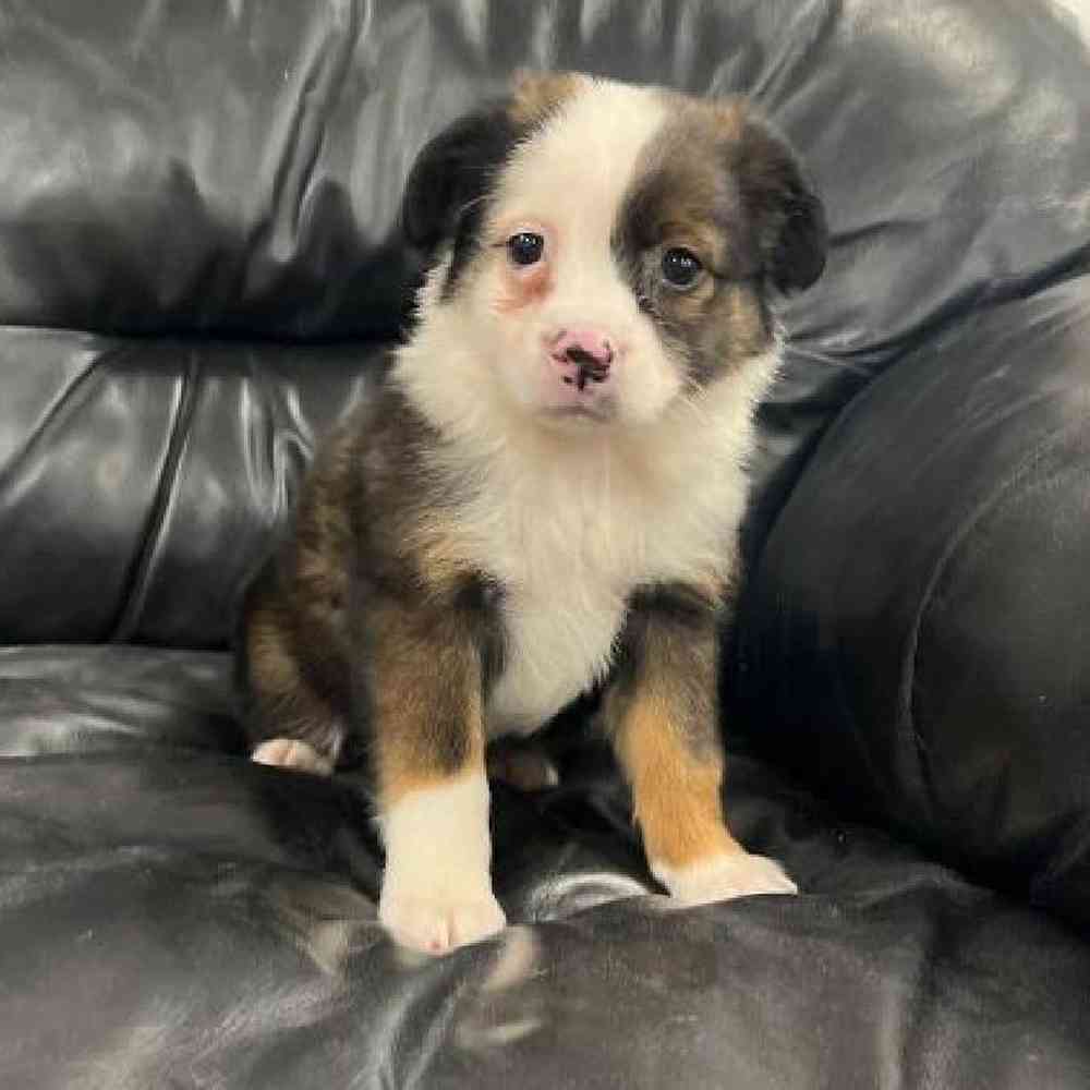 Male Mini Aussie Puppy for Sale in Scituate, RI