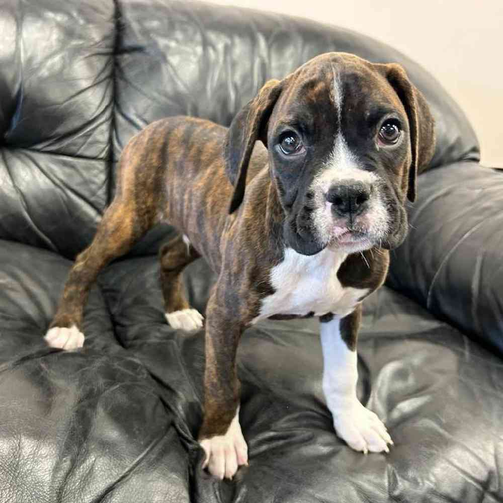 Male Boxer Puppy for Sale in Scituate, RI