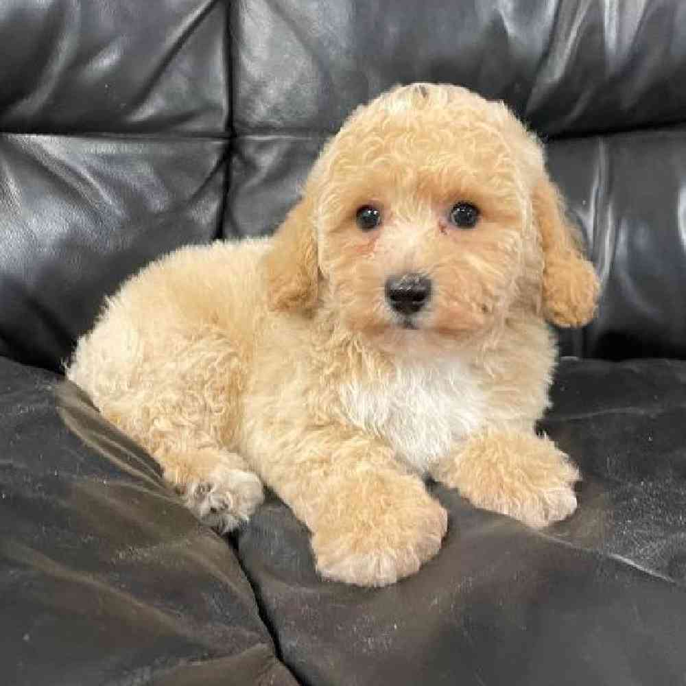 Male Bichon-Poo Puppy for Sale in Scituate, RI