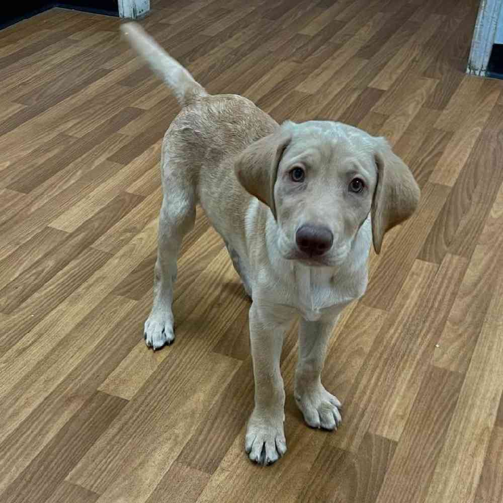 Male Labrador Retriever Puppy for Sale in Scituate, RI