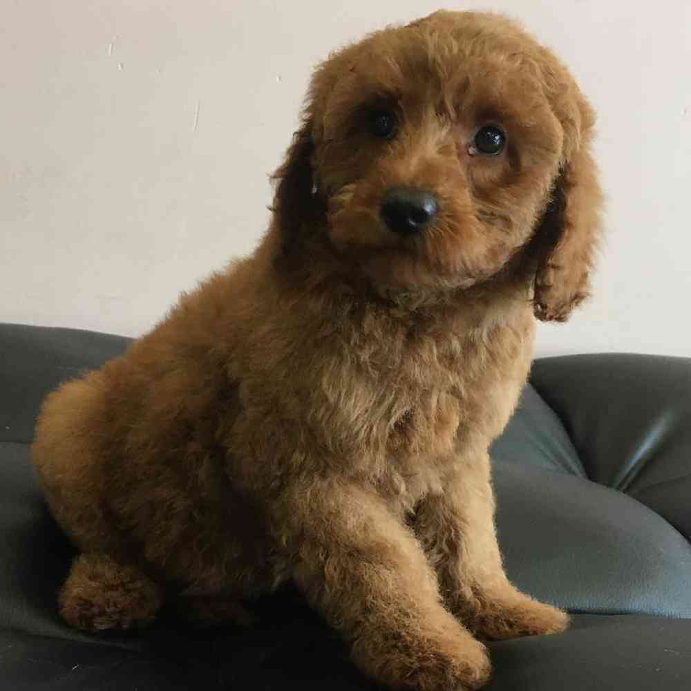 Female Mini Goldendoodle Puppy for Sale in Plainville, MA
