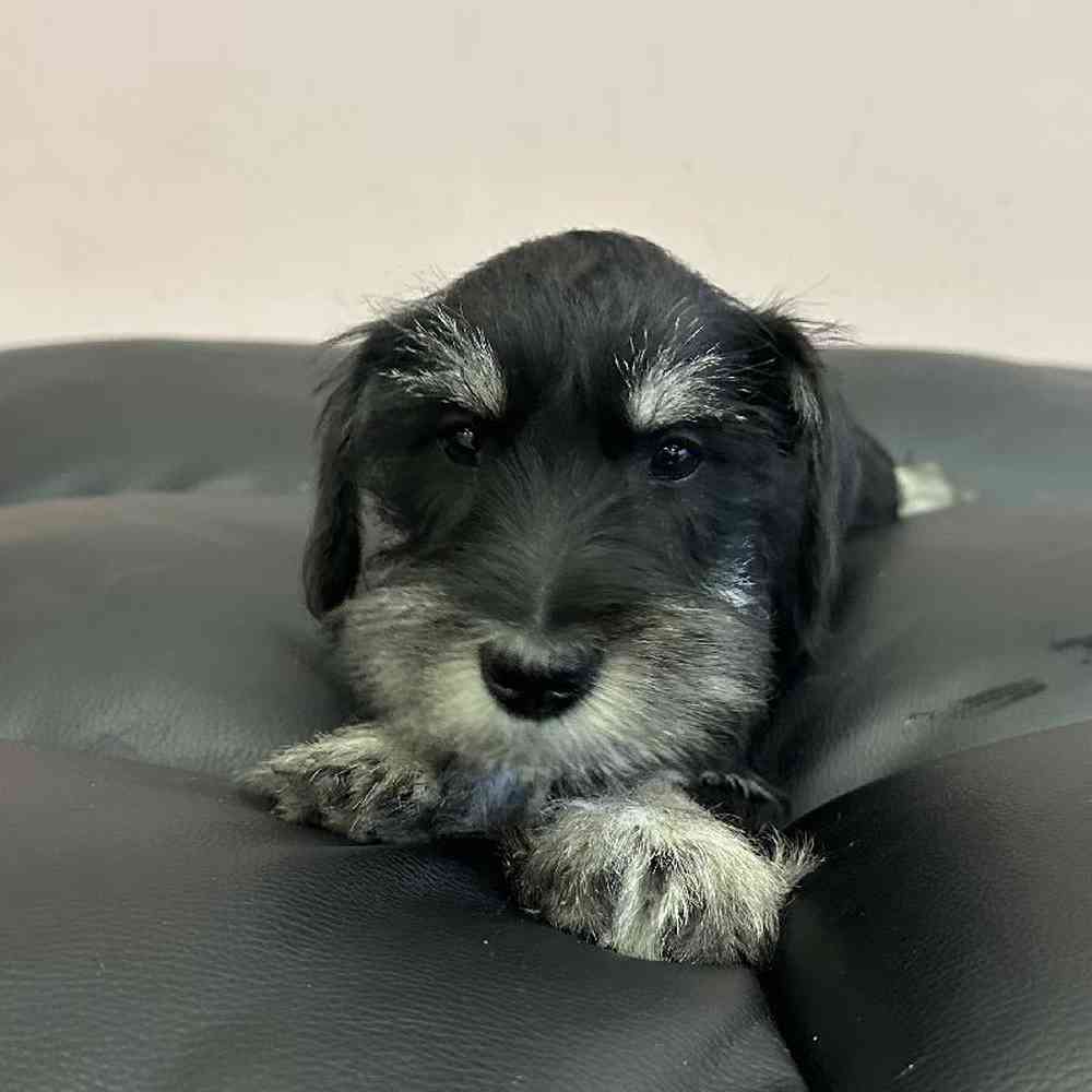 Male Mini Schnauzer Puppy for Sale in Plainville, MA