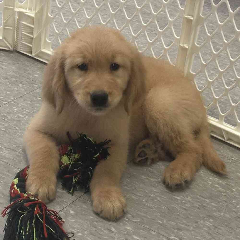 Male Golden Retriever Puppy for Sale in Plainville, MA