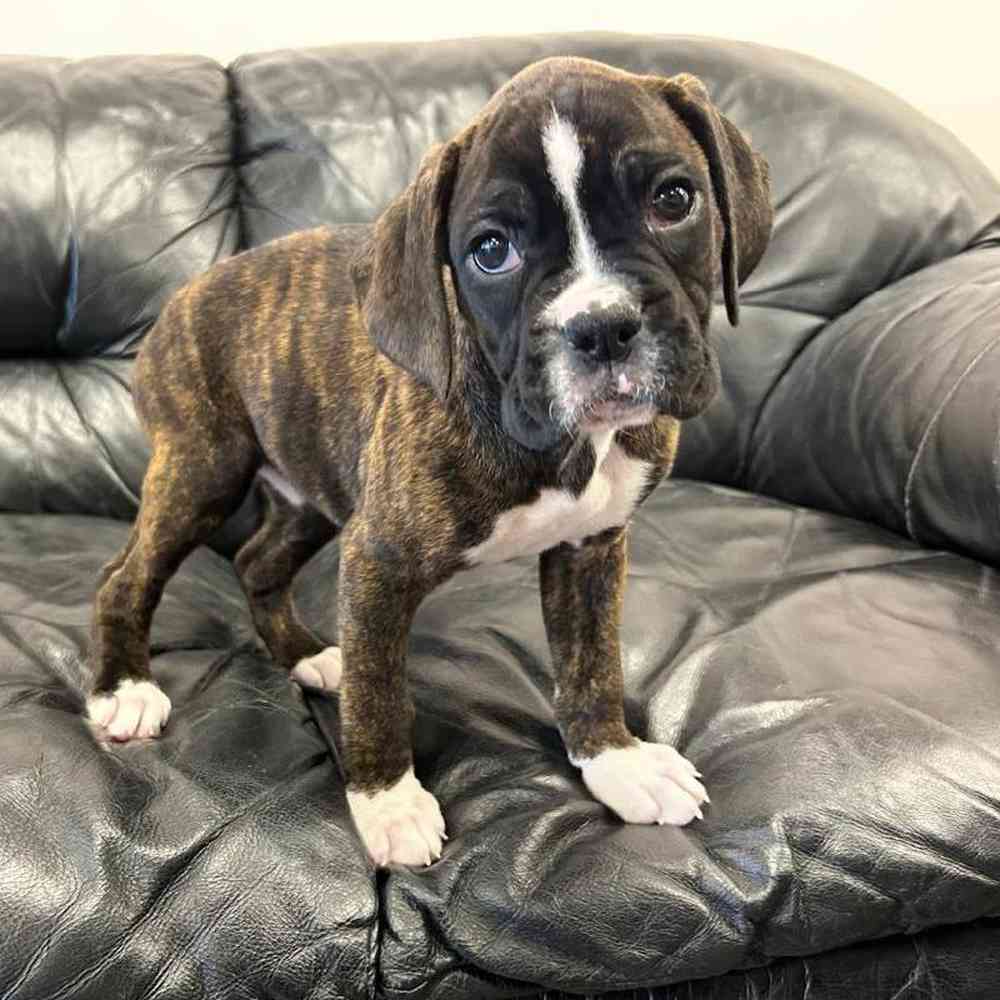 Female Boxer Puppy for Sale in Scituate, RI