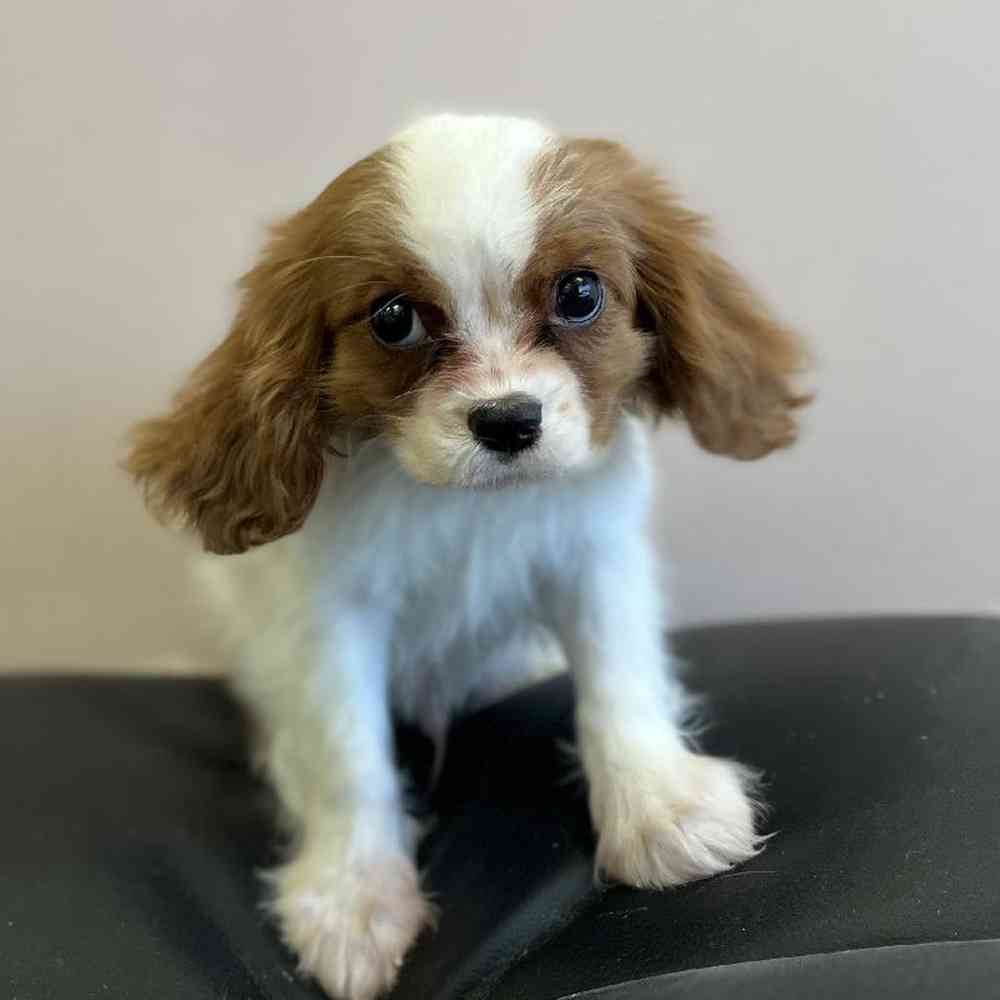 Male Cavalier King Charles Spaniel Puppy for Sale in Scituate, RI