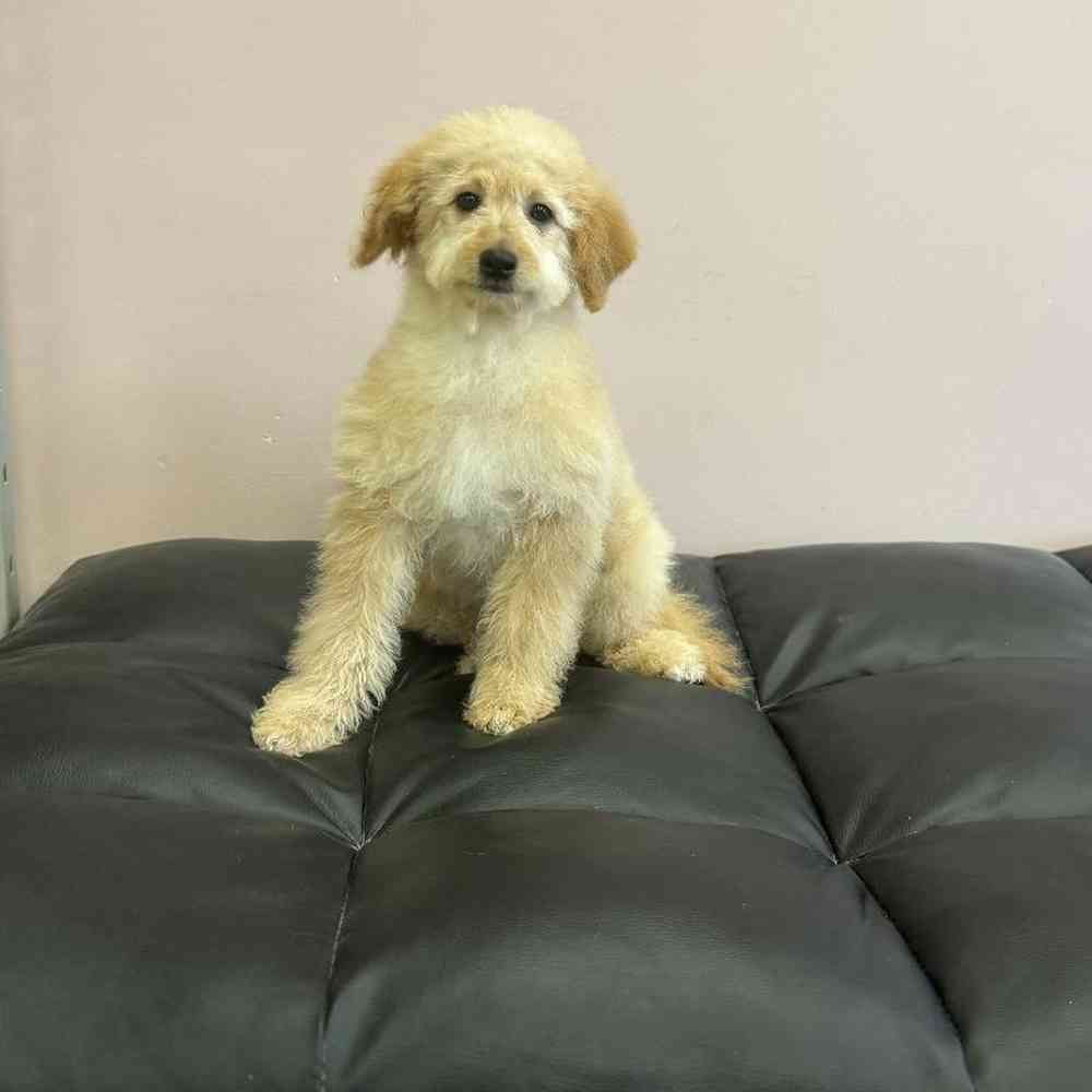 Male Mini  Bernedoodle Puppy for Sale in Plainville, MA