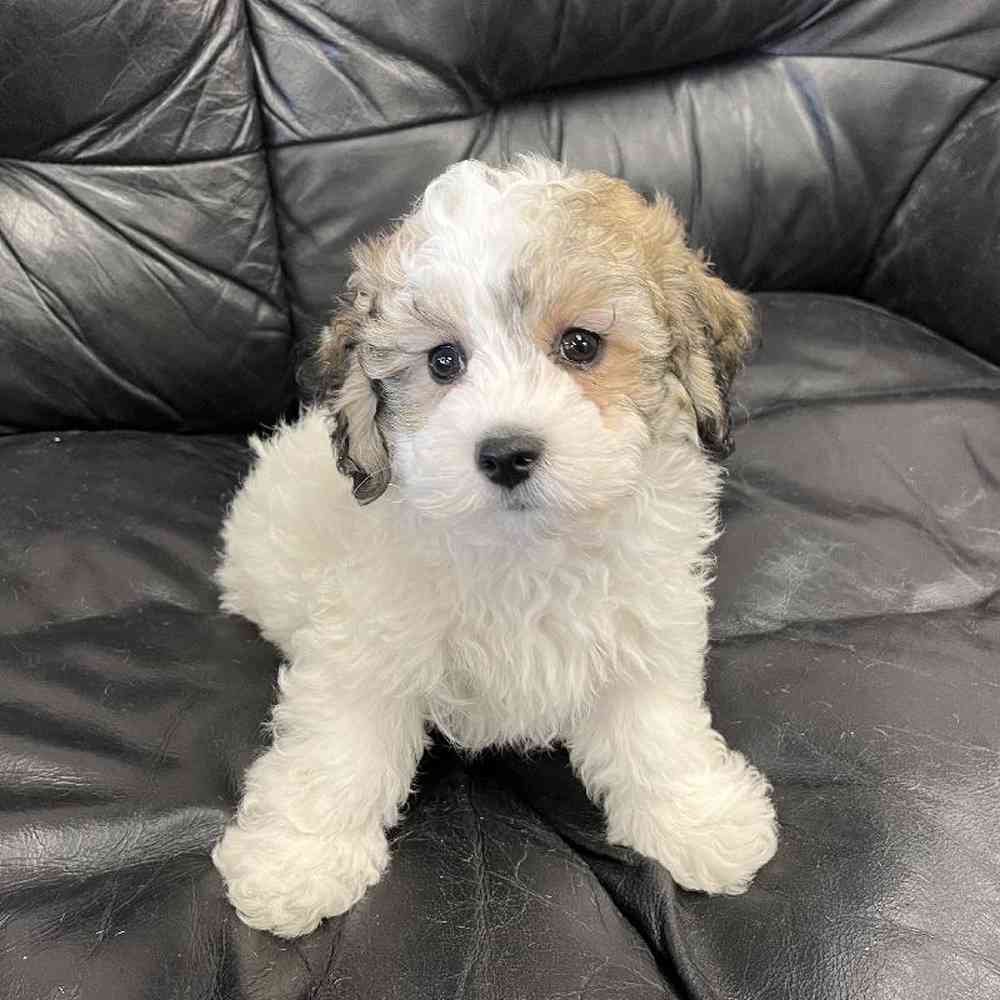 Male Hava-Chon Puppy for Sale in West Warwick, RI