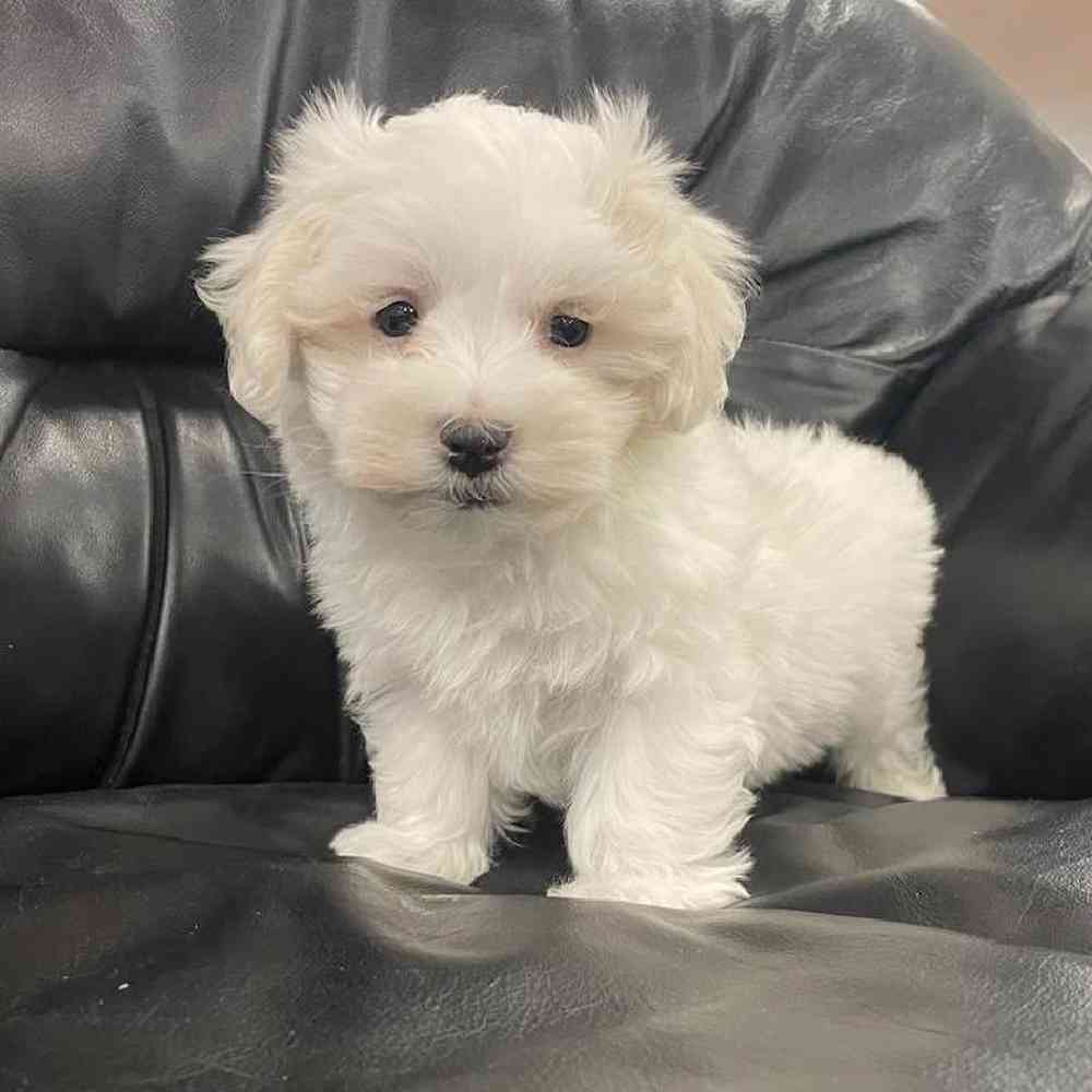 Male Maltese Puppy for Sale in Scituate, RI