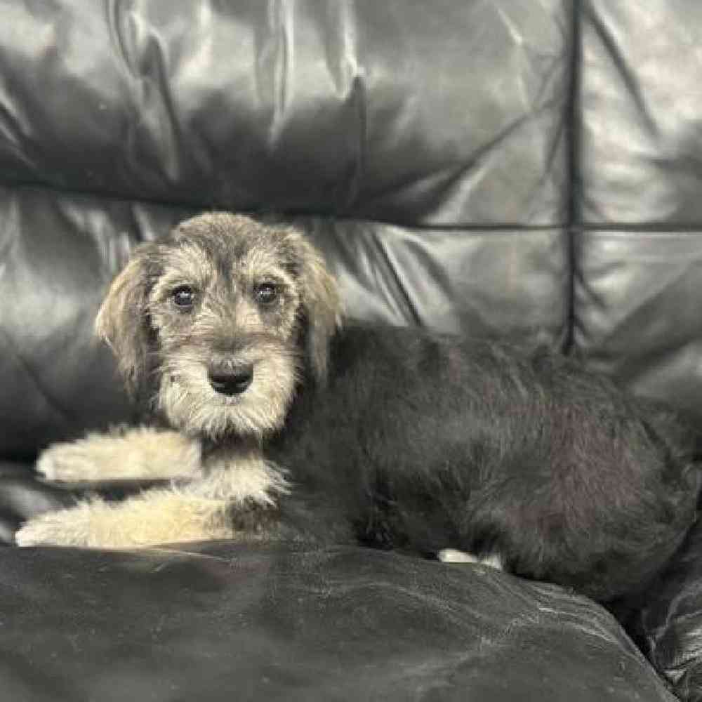 Female Mini Schnauzer Puppy for Sale in Scituate, RI