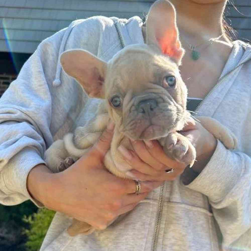 Male French Bulldog Puppy for Sale in Scituate, RI