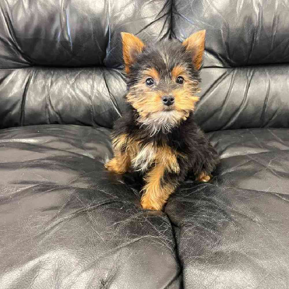 Male Yorkie Puppy for Sale in Scituate, RI