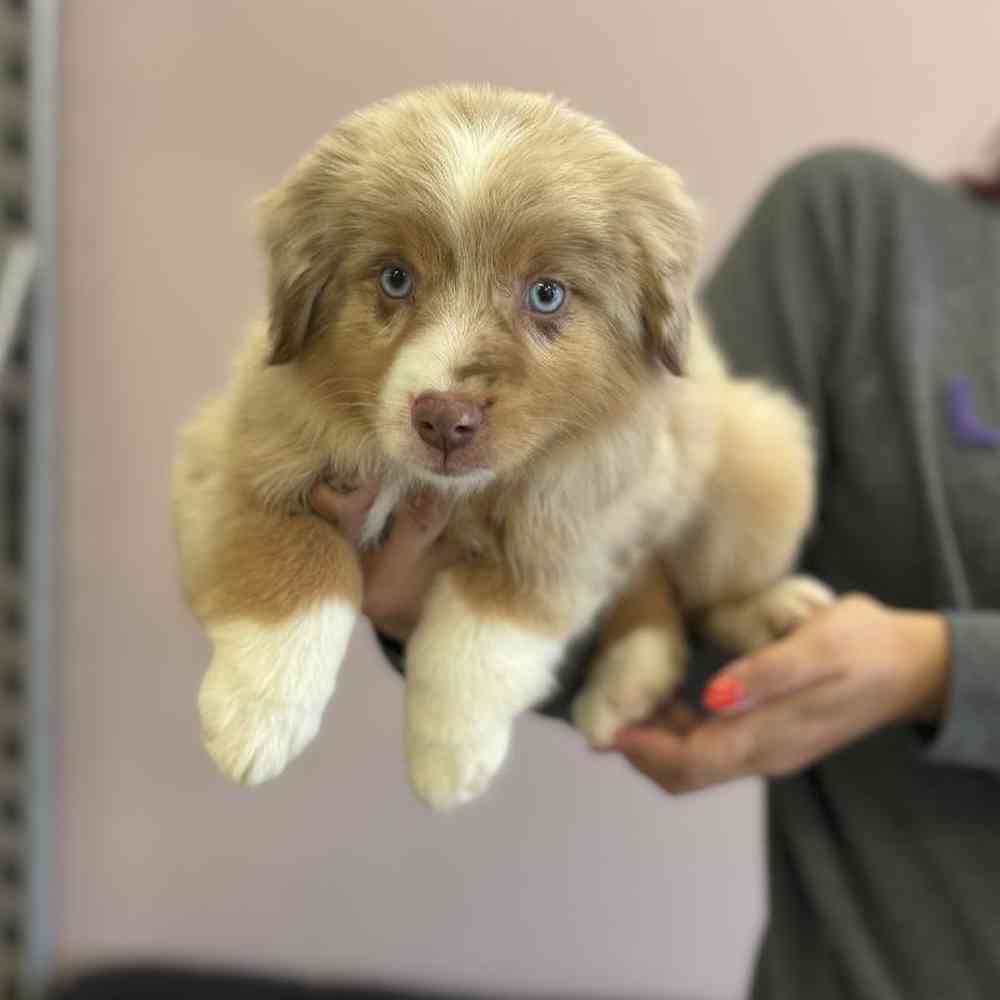 Female Mini Aussie Puppy for Sale in Scituate, RI