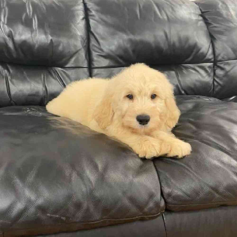 Male Goldendoodle Puppy for sale