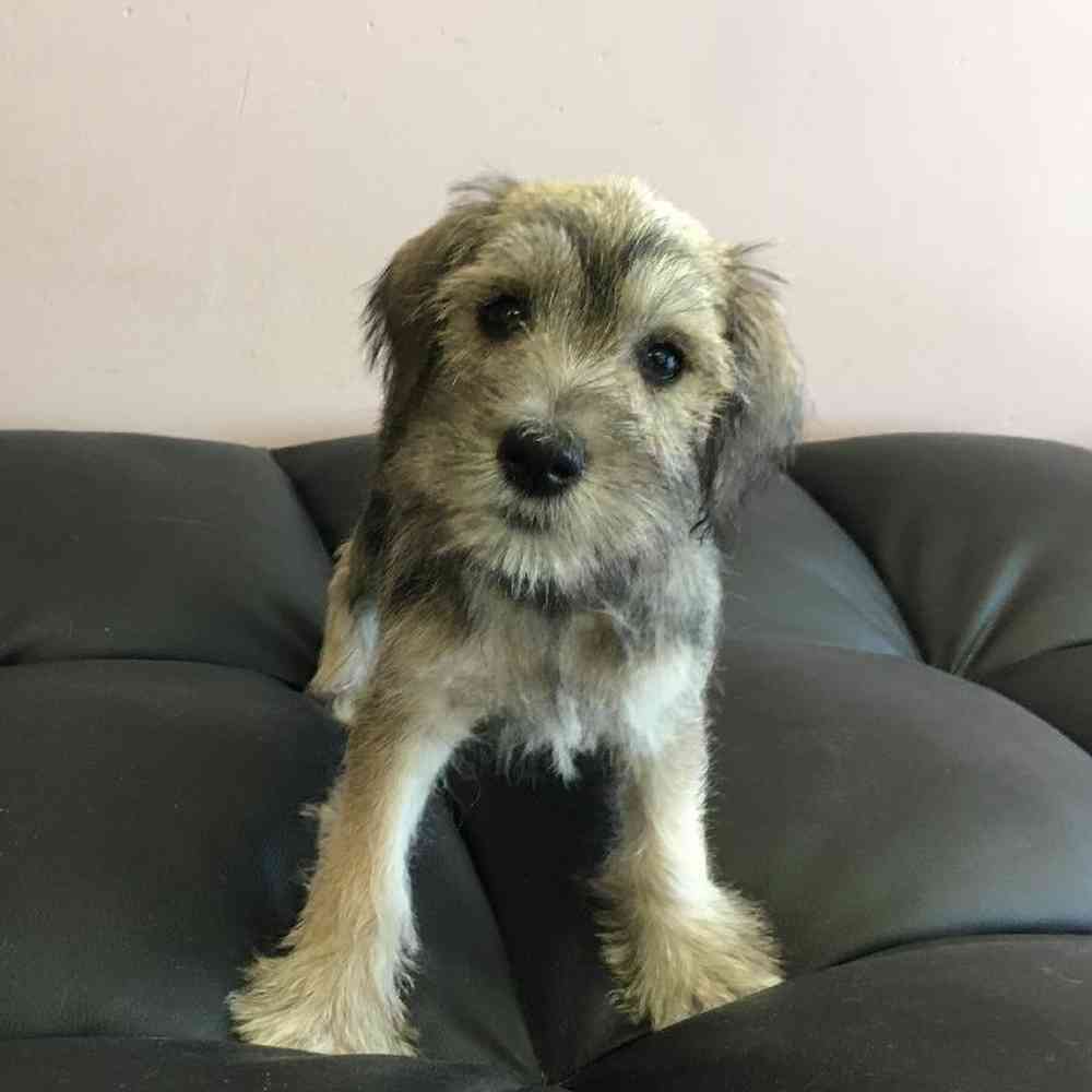 Male Mini Schnauzer Puppy for Sale in Scituate, RI