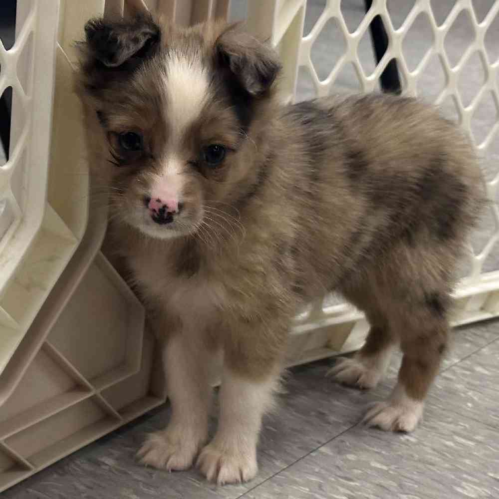 Female Mini Aussie Puppy for Sale in Plainville, MA