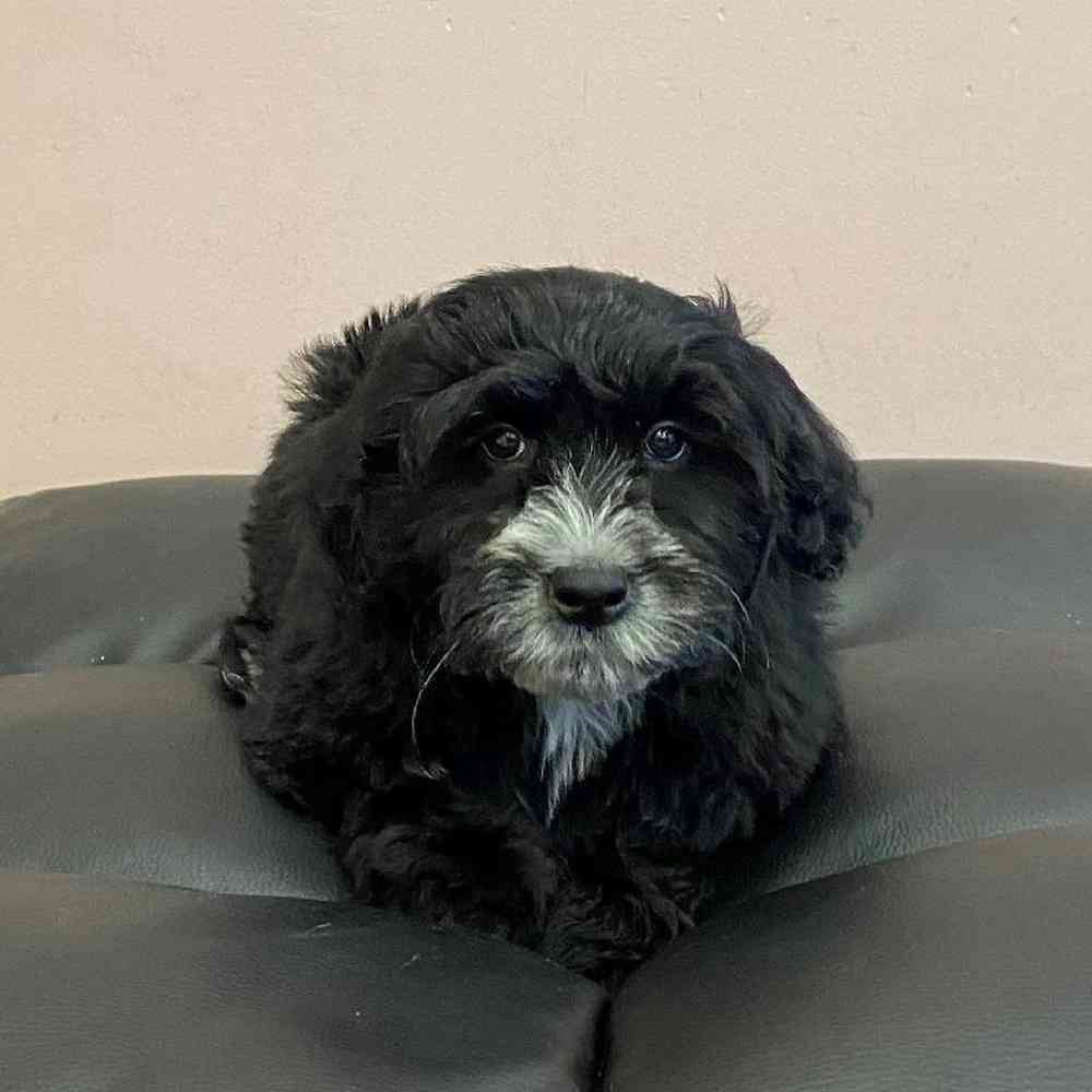 Male Mini  Bernedoodle Puppy for Sale in Scituate, RI