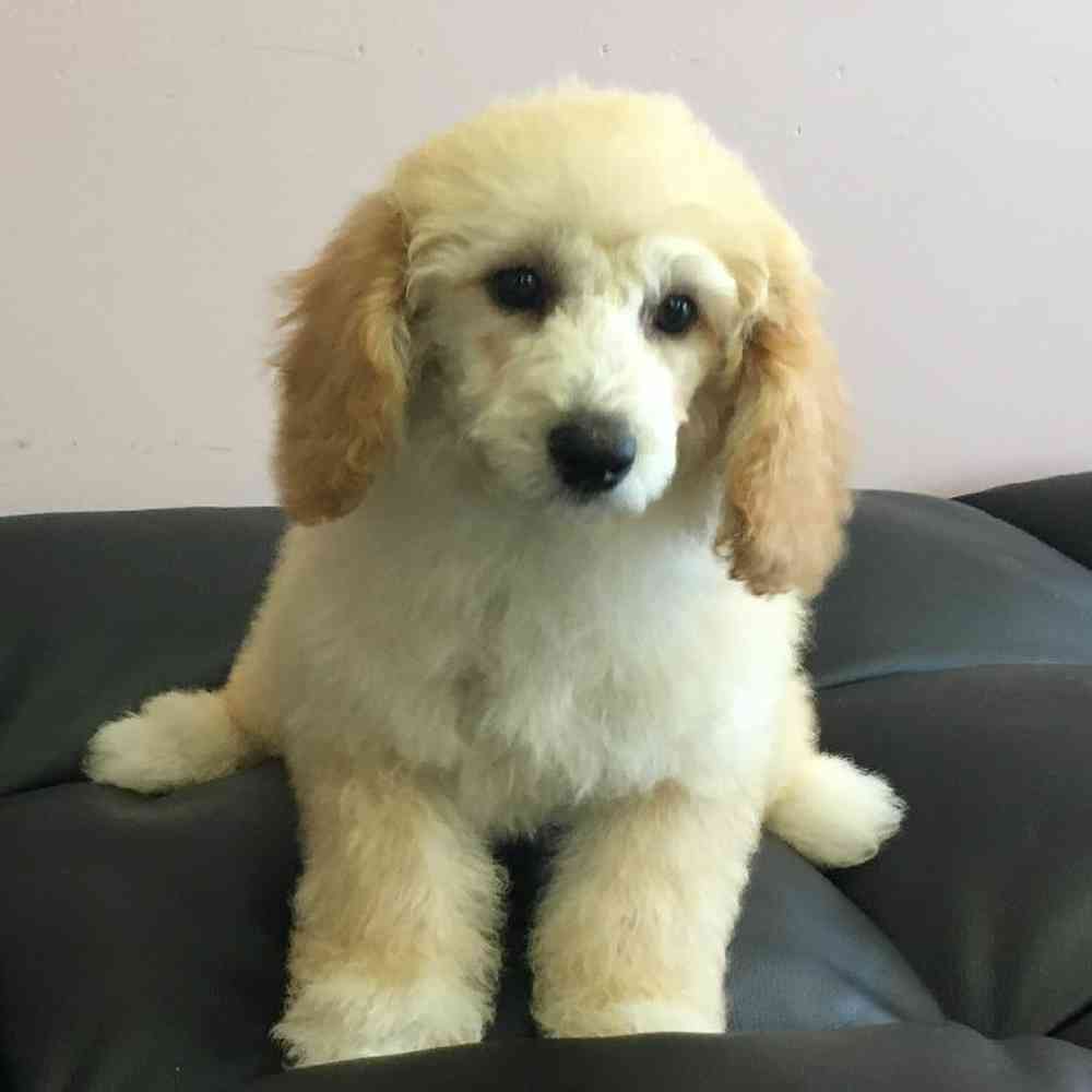 Female Bichon-Poo Puppy for sale