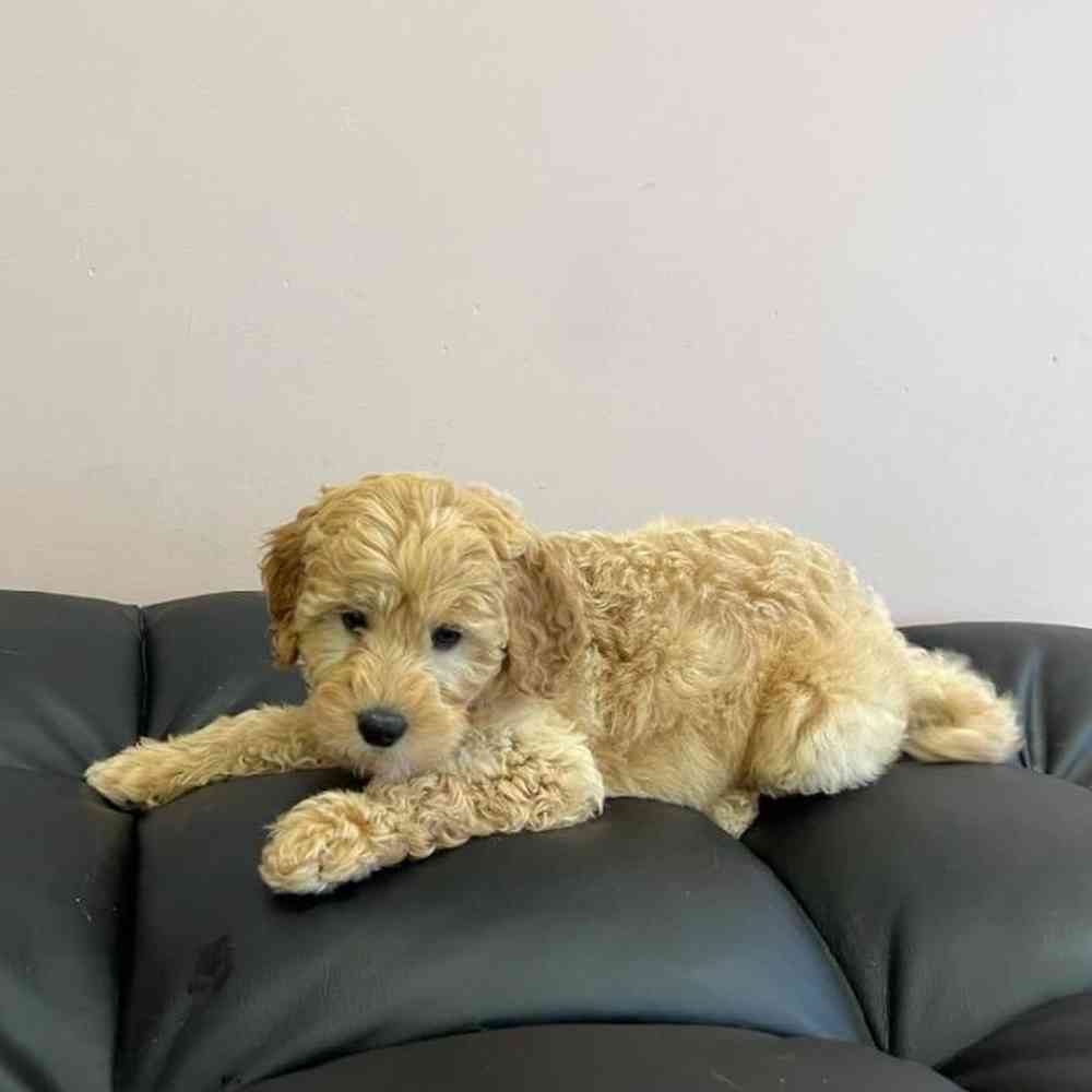 Male Mini Irishdoodle Puppy for Sale in Scituate, RI